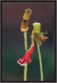 FIGURE 14 What emotions do you attribute to these flower stems if you imagine them as human bodies?