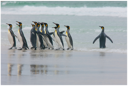 FIGURE 17 We mentally divide these penguins into two groups, the group on the left and the individual penguin on the right.