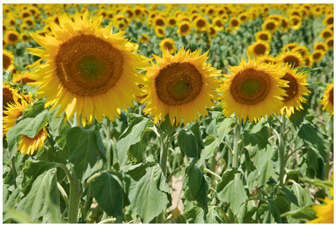 FIGURE 18 The larger sunflowers in the foreground form one group and the smaller ones in the rest of the image create another.