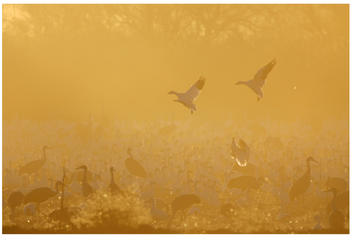 FIGURE 20 Backlit birds in corn dust. We group the two flying to the left together, and see the one flying to the right as a group of one and the stationary birds as another group, even though there are different types of birds within the stationary group.