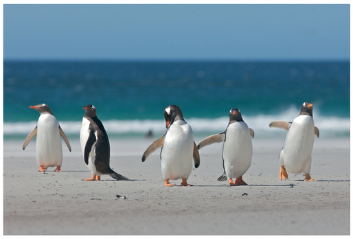 FIGURE 26 Five penguins in a row, with the middle one potentially belonging to either group.