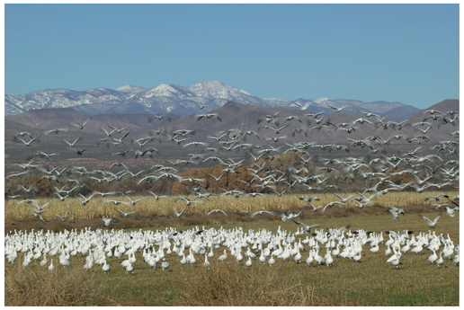 FIGURE 34 We perceive multiple different textures in this image (white geese in front, geese in the sky, corn in the distance, trees in the distance), and the overlap of different textures adds depth to the image (the flying geese are in front of the corn).