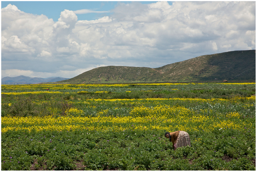 FIGURE 7 The greens of the plants in this shot create a feeling of growth and nature (as does the setting) and the yellow flowers add a sense of happiness. Together, these help bias the viewer to feel that the woman working in the field is happy to be there.