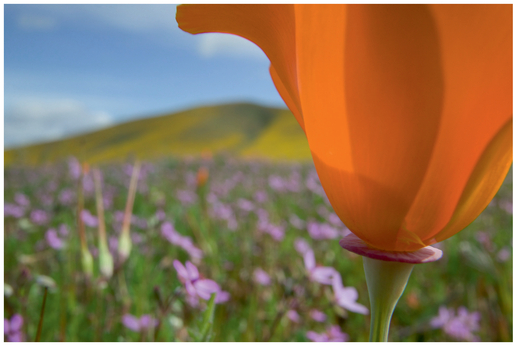 FIGURE 6 By getting close to the flower and using a wide lens, it appears larger than the hill in the background, creating a very deep image.