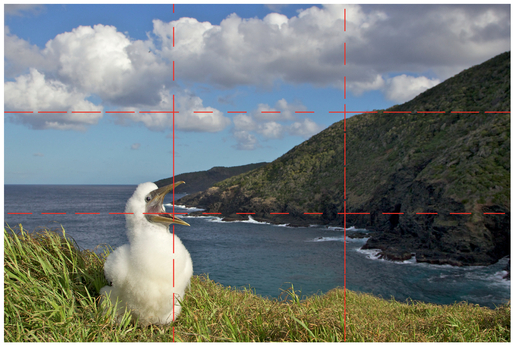 FIGURE 20 The bird’s head in this image is roughly at a rule-of-thirds point indicated by where the dotted red lines cross.