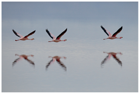 FIGURE 22 These flamingos have a very clear left-to-right direction because we see their heads and know that they’re flying straight. The one at the left has a lot of room to move—the whole frame. If you cover the two on the left and look at just the one on the right, the image has lower intensity, since that flamingo is about to exit the frame.