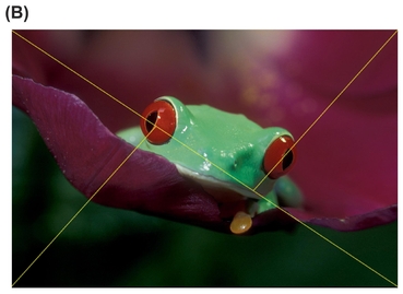 FIGURE 24 Forming triangles to guide composition using the golden ratio (A) and composing an image (B) so that its focal point(s) are where diagonal lines bisect the overall image diagonal into the golden ratio.