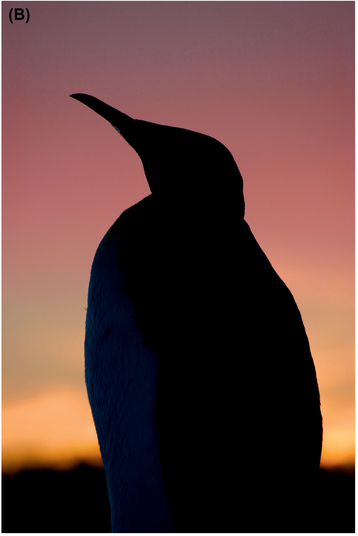 FIGURE 30 Shooting slightly down on a front-lit king penguin (A) compared to shooting up at the same penguin from the other side so that he’s backlit (B).