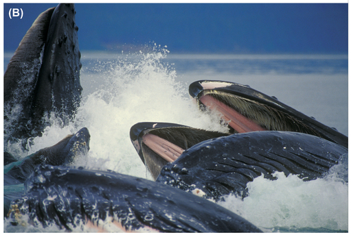 FIGURE 33 In the first image (A), we’re just clipping the tip of the whale at the top left corner of the frame, and that clip draws our attention since our brains realize the tip is just out of frame. Cropping in farther feels more natural (B), since the tip of the whale’s mouth is now well out of the frame .