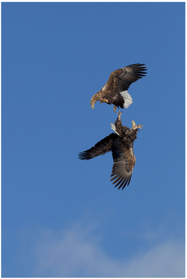 FIGURE 8 These fighting eagles are front lit, and you can see details of their feathers.