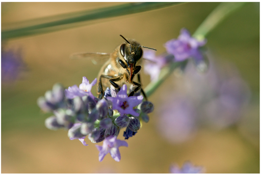 FIGURE 9 This honeybee is side lit. Note how one side of his face is much brighter than the other, but you see the texture and dimensionality in his head and body.