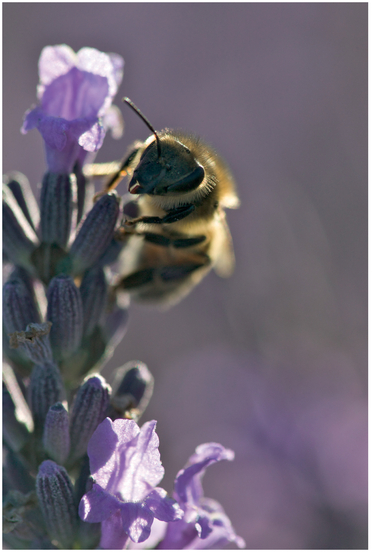 FIGURE 10 This bee has a strong back light from the sun, creating a highlighted rim around his body and the flowers. However, although his body is a bit underexposed and less detailed than the bee in Figure 9, it’s not a complete silhouette, and you can still see detail.