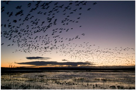 FIGURE 12 A dawn shot of a flock of birds, just as the sun is about to rise.