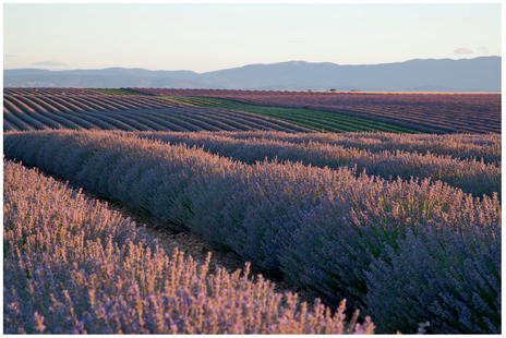 FIGURE 14 About half an hour after sunrise, during golden hour, the light had a very warm quality, causing the lavender to glow.