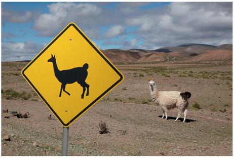 FIGURE 13 Many people find this image funny because it contains a reference to an object, a llama, as well as the llama itself in a similar pose to the icon on the street sign.