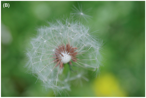 FIGURE 18 In the first image (A), we used a very wide aperture to completely blur the background out. The second image (B) has a slightly narrower aperture and different focal point, which lets enough of the background come into focus that it draws our attention and becomes part of the image. Perhaps the yellow area is another dandelion, in full bloom.