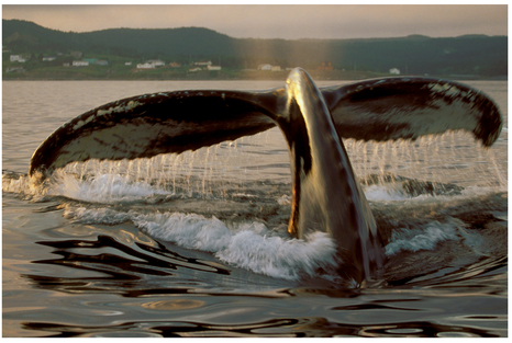 FIGURE 20 A faster shutter speed lets us capture the water droplets falling from this whale as it disappears under the water.