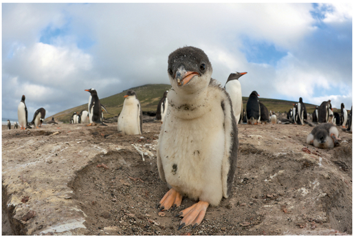 FIGURE 22 This photo of a baby gentoo penguin could be an interesting opening shot. Babies are always cute, there’s a lot of depth, and it establishes that this is a story about penguins while giving a different context (a colony instead of the ocean) from the one that appears in the next few shots.