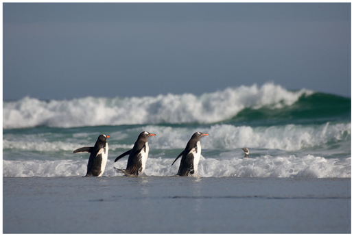 FIGURE 23 By using a low camera angle, the waves appear much bigger than the penguins, creating a visual story about the danger from the water that these penguins face each day. You wonder how the fuzzy, cute baby from Figure 22 will fare in this environment!