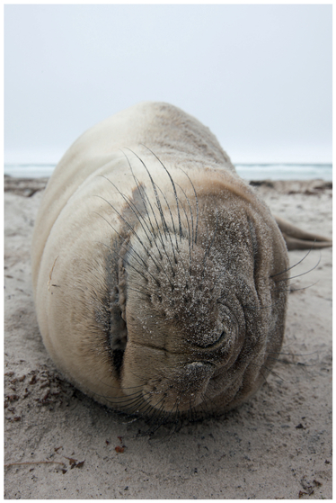 FIGURE 24 While we were hoping to get a photo of a predator and penguin together, to show the scale difference, this shot of a sleeping seal was the closest we found (we guarantee that he was breathing and alive, despite how still he looks!).