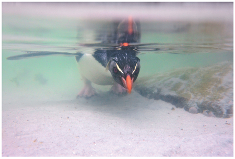 FIGURE 25 Penguins are awkward on land but graceful in the water. Here’s a penguin in its favorite place.