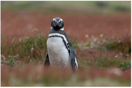 FIGURE 26 This last shot of a penguin in beautiful grass, looking at the viewer, seems peaceful, and the eye line creates an interaction between the penguin and the viewer which would be especially powerful if the last paragraph or caption discussed how the penguin’s habitat or food is at risk, for example.