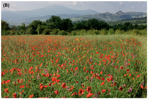 FIGURE 1 When you see a shot, don’t assume it will be there another day. You never know what may happen. (A) Close-up shot. (B) Field of poppies in Tuscany.