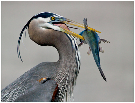 FIGURE 3 We were captivated by the size of the fish this heron caught and hoped he would try to swallow it in front of us. Unfortunately, he turned and walked off with his prize!