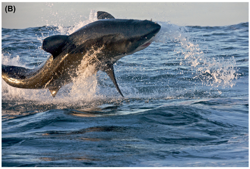 FIGURE 11 With aerial shots (A) and rapidly moving critters such as great white sharks (B), shutter speeds of 1/500 or faster are helpful.