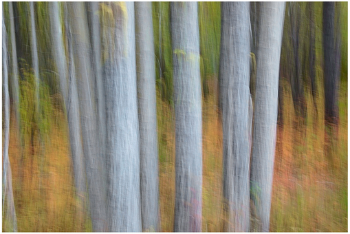 FIGURE 14 Moving the camera vertically retained the sense of trees, but reduced the other vegetation to colors and vague shapes.