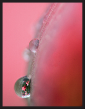 FIGURE 27 By adding a 2 × tele-extender to our macro lens, we captured this water droplet at twice life size.