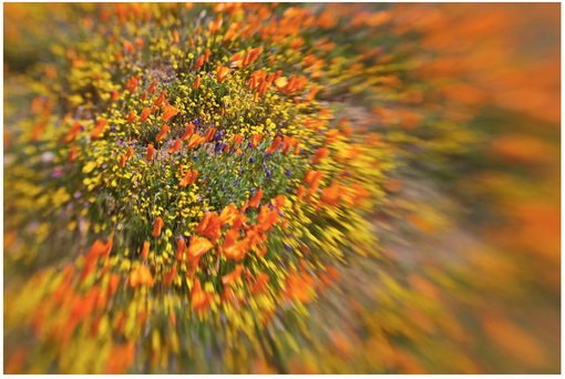 FIGURE 30 A Lensbaby enables you to adjust the focus point such that other parts of the image have an exaggerated blur.