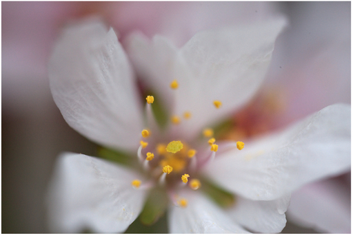 FIGURE 3 Unfortunately, one petal leads the eye out of the frame in this image.