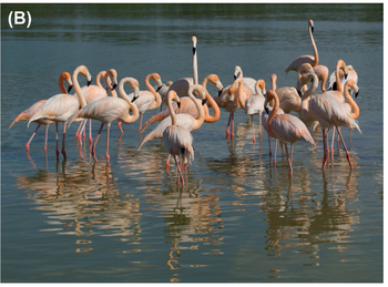 FIGURE 12 (A) Initial image. (B) We used the White Balance eye dropper tool in Aperture on a flamingo’s beak to correct the unpleasant color cast.