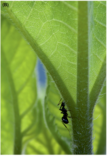 FIGURE 17 —(A) Initial image. (B) Slightly rotating the image so that the major lines of the leaf became vertical, which reduced the number of oblique lines, decreased the overall visual intensity to a more pleasing level. In addition, the rotation placed the ant in a more energetic position in the frame, which attracts more attention to it.