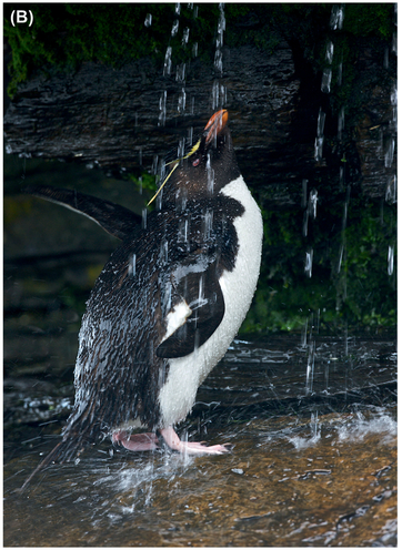 FIGURE 18 (A) Initial image. (B) Removing the blurry tail feathers of another penguin along the left edge and the bit of rock in the bottom left corner make this a far stronger image. The original image has too much visual intensity due to these distracting elements.