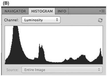 FIGURE 1 (A) Some scenes that are beautiful to our eyes have too much contrast to be captured in a single shot by a camera. (B) When you view the histogram, you’ll see that it appears to be cut off at both ends. That means you’re missing details in both highlights and shadows.