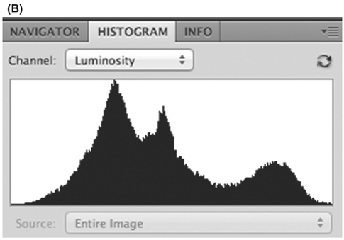 FIGURE 3 (A) This version of the image looks like what we saw with our eyes. (B) Note how the data have been redistributed throughout the histogram so that it tapers off toward both ends. Its visual intensity is higher than any of the components due to the increase in detail and color information even though the luminosity contrast has been reduced.