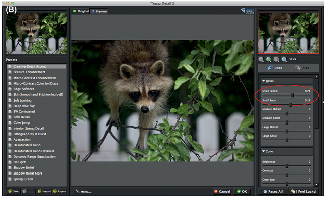 FIGURE 9 (A) Initial image. (B) By adjusting the Small Detail slider in Topaz Detail 2 we were able to emphasize the details in the raccoon’s fur without adding distracting details to the background. This adds visual intensity to the subject and helps it to stand out from the background.