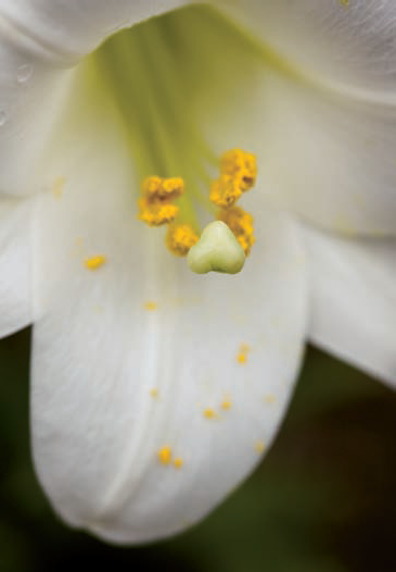 The EF 100mm is one of my standard walk-around lenses, and I used it to capture this lily. Exposure: ISO 100, f/11, 2 seconds.