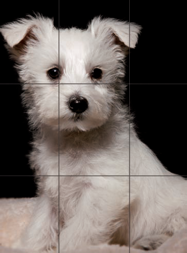 This image, with a rule-of-thirds grid superimposed, places the dog's right eye roughly at the top-left point of intersection. Exposure: ISO 100, f/22, 1/125 second.