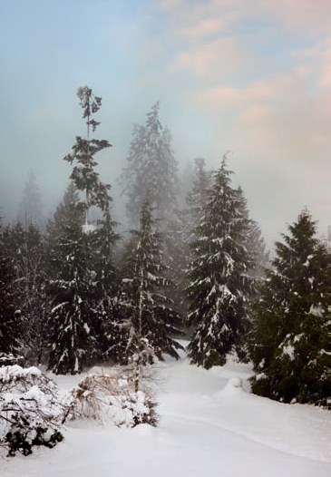 Weather conditions and the range of tones create a sense of depth in this snow scene. Exposure: ISO 200, f/8, 1/30 second using +1.33-stop Exposure Compensation.