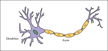 Representing neural networks