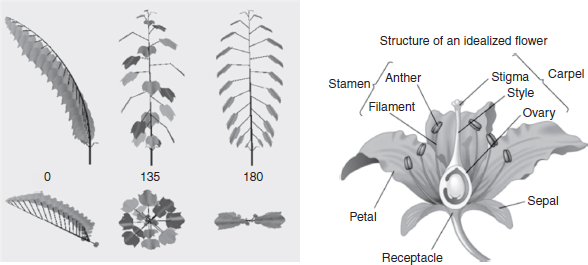 Specimens for direct experience