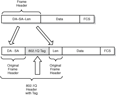 802.1Q inserts a 4-byte tag into the existing frame header.