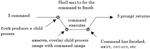Process creation and command execution at the shell level.