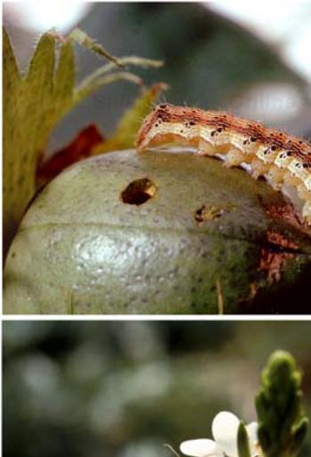 Expression of different genes during the development of the corn earworm moth.