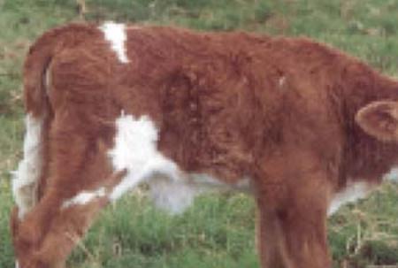 Vitoria, the first calf cloned in Brazil by Embrapa-Cenargen.