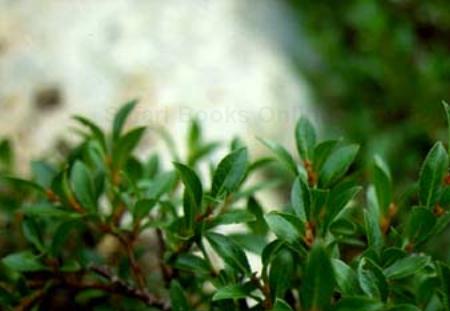 Salix sp., species from which aspirin was originally extracted.