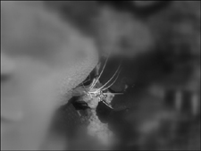 The Soft Focus effect highlights an object in the image, like the crab’s spines.